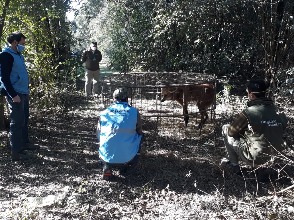 El Ministerio rescató un aguará guazú perdido en General Villegas