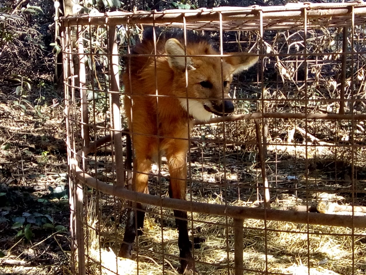 El Ministerio rescató un aguará guazú perdido en General Villegas