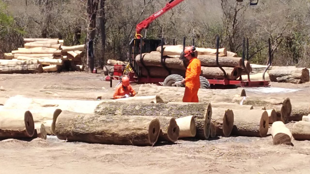 Ambiente Naci&oacute;n, provincias y productores trabajar&aacute;n en el manejo sostenible de palo santo