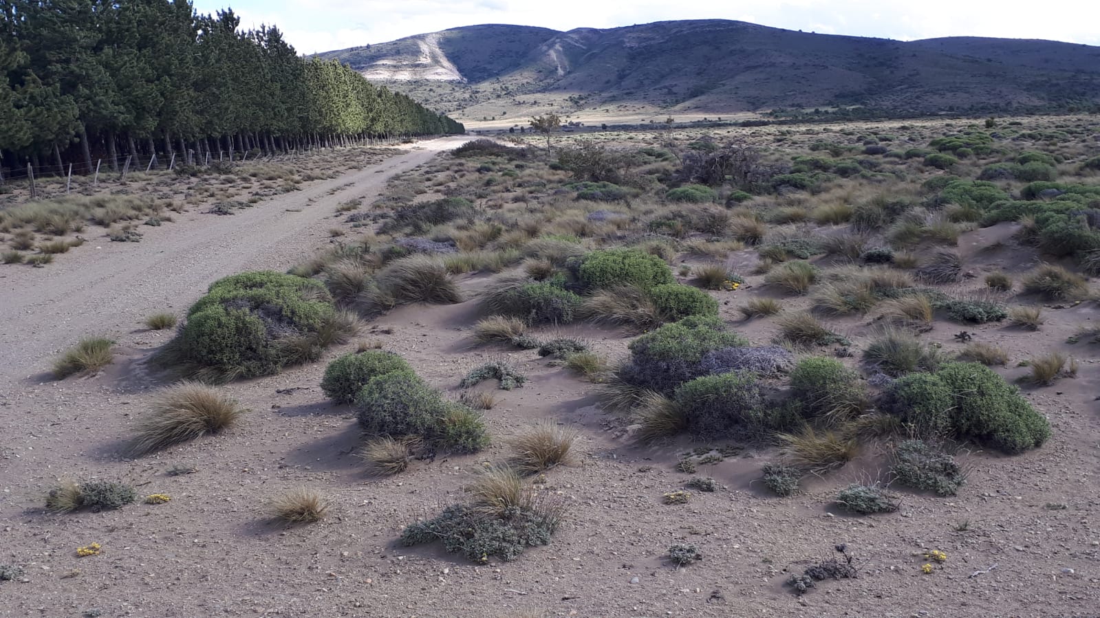 conservación forestal