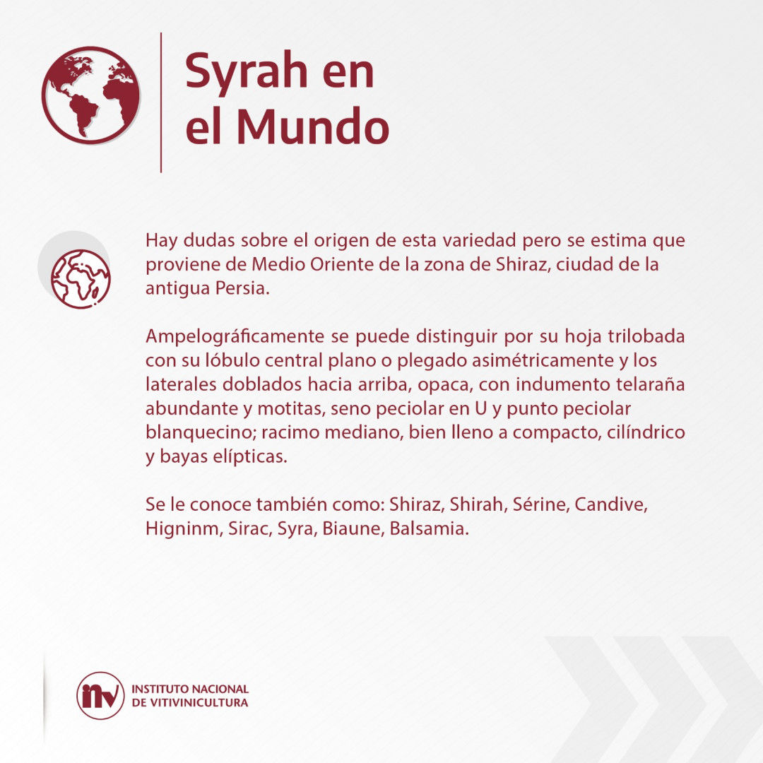 El rey de las especias: Syrah, su actualidad en Argentina