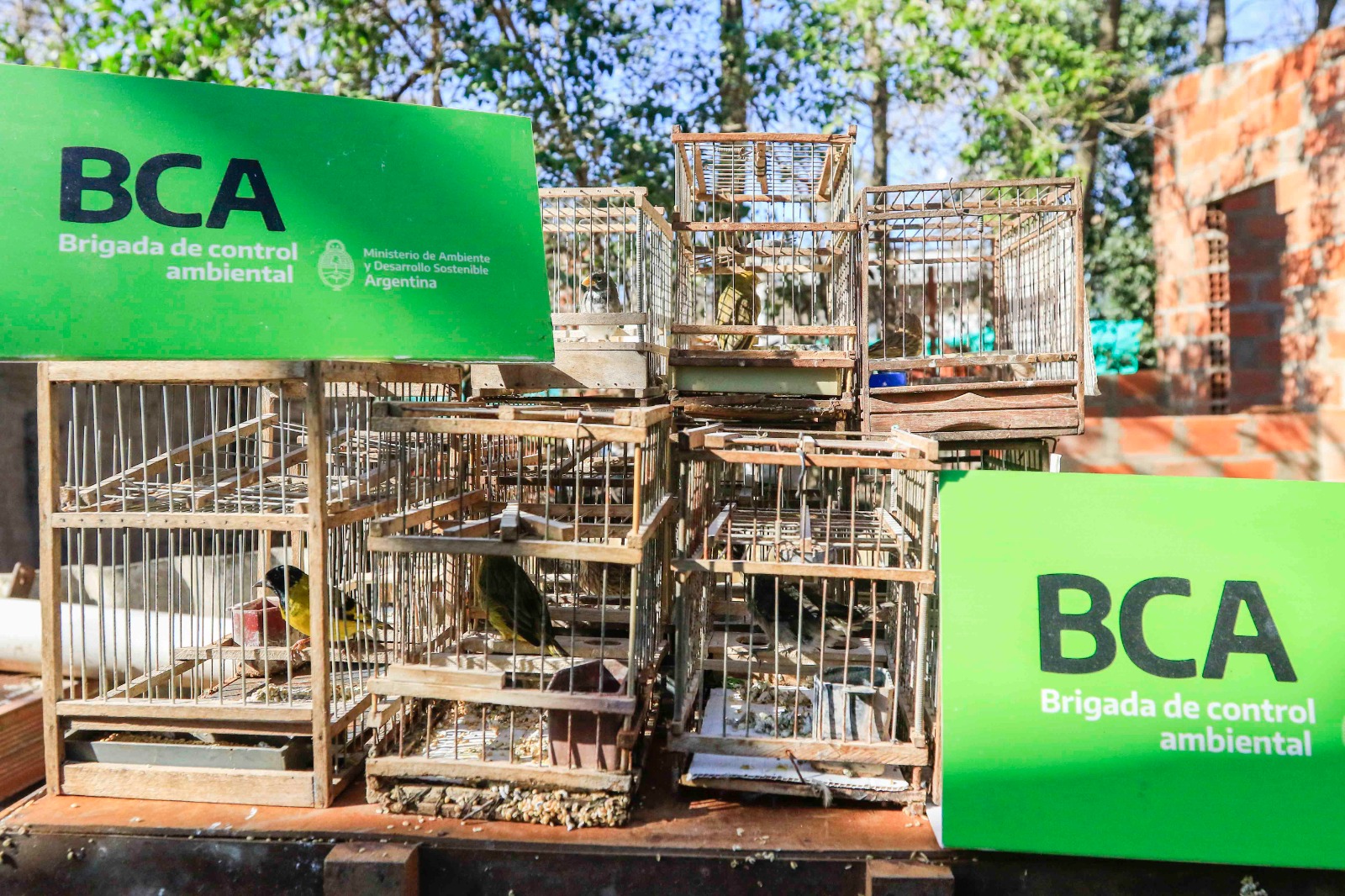 La Brigada de Control Ambiental rescató aves silvestres en Del Viso