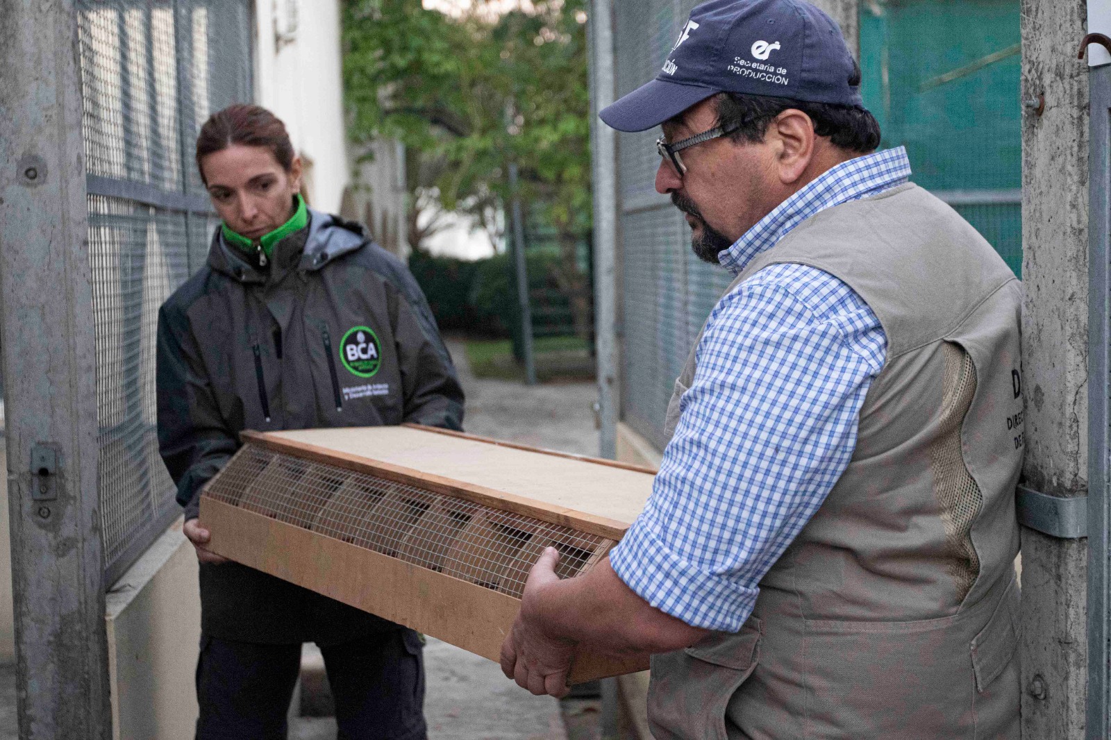 Ambiente colabor&oacute; en el traslado de cardenales amarillos que estaban en cautiverio
