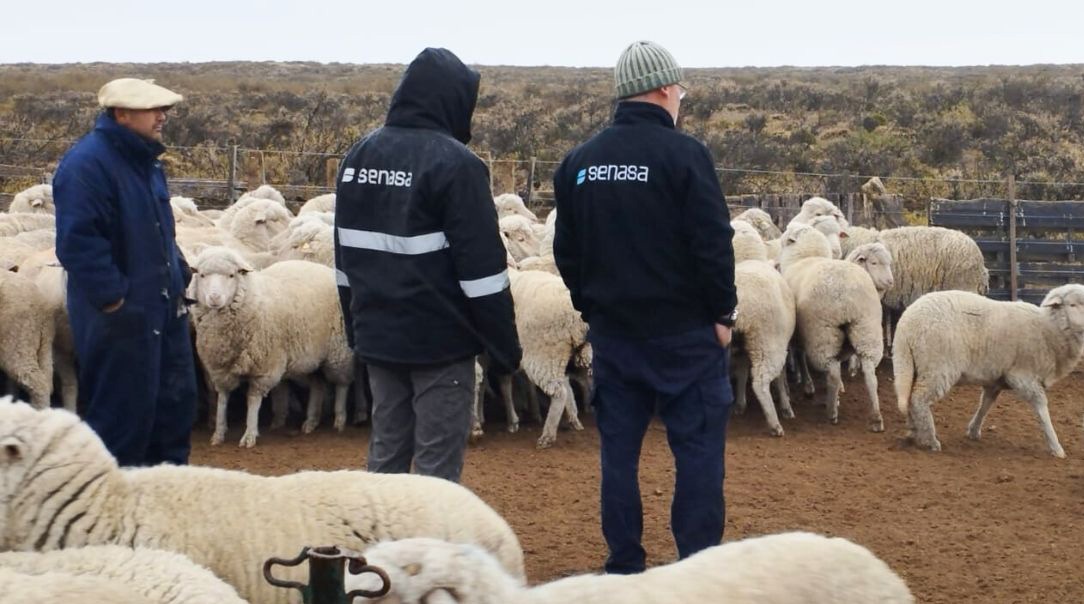 Detección y control de sarna ovina
