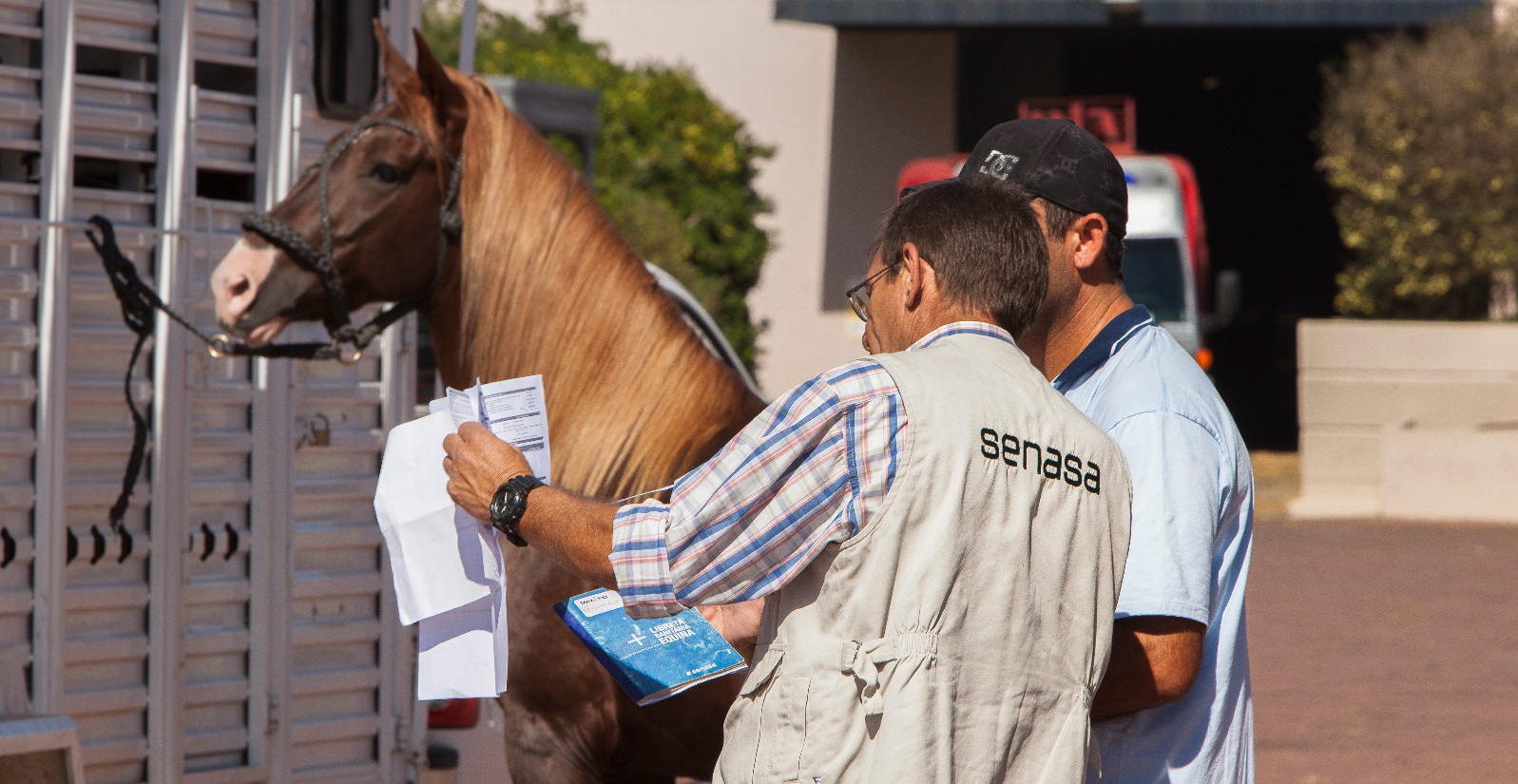 Anemia infecciosa equina: El nuevo modelo de certificado agiliza plazos de impresión