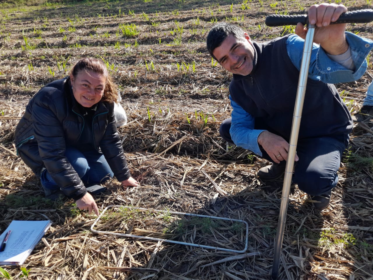 Evaluación sobre los beneficios de vicia villosa en intercultivo con caña de azúcar
