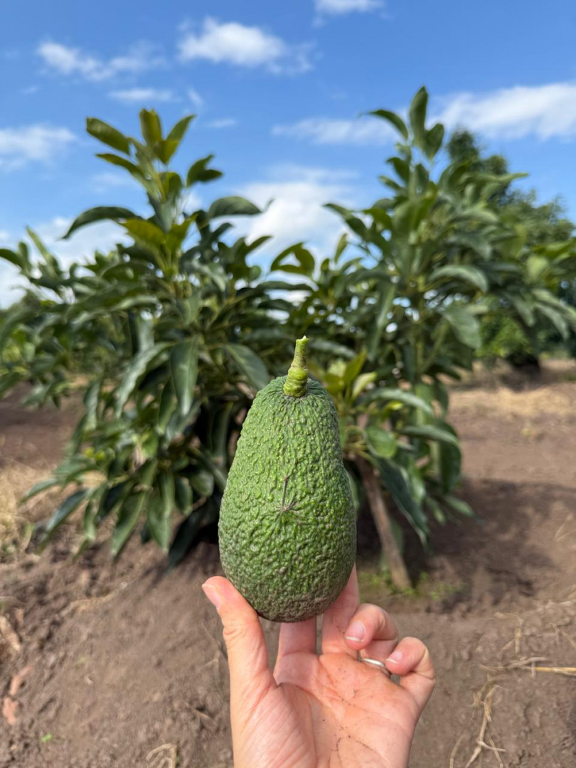 Cultivo de palta en la provincia de Tucumán.
