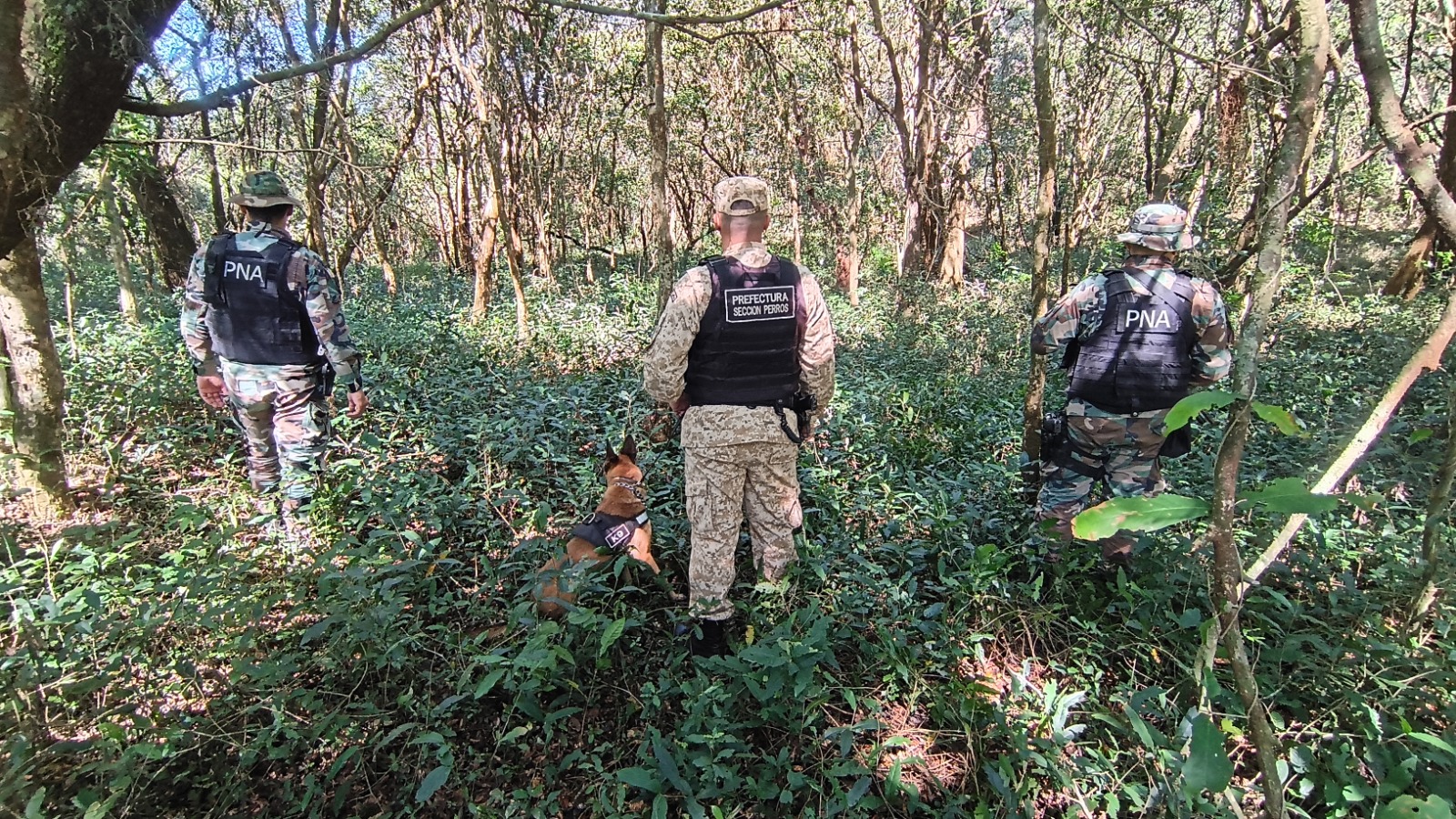 Impresionante operativo de Prefectura: En pleno monte misionero, se secuestraron más de 1.300 kilos de marihuana 5 Impresionante operativo de Prefectura: En pleno monte misionero, se secuestraron más de 1.300 kilos de marihuana imagen-4