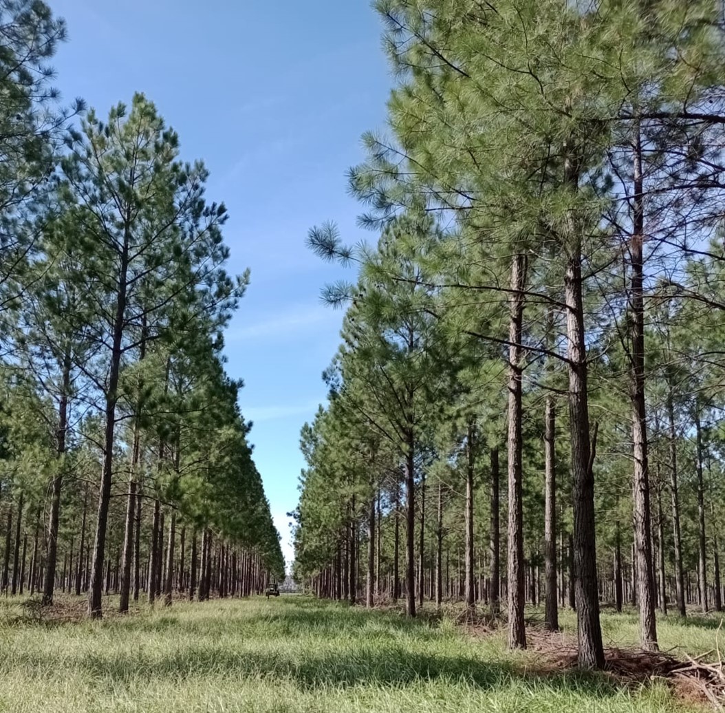 Exportaciones forestales argentinas crecen 18% y ampl&iacute;an su presencia global con m&aacute;s de 70 mercados