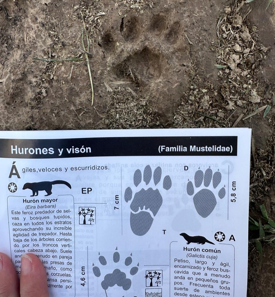 Las recorridas a pie también permiten identificar distintos rastros de animales como huellas o fecas. PN Ciervo de los Pantanos - Monitoreo de fauna
