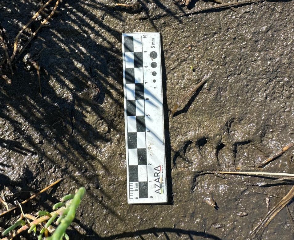 Se toman datos de cada registro que aportan al relevamiento de la fauna del Parque Nacional. PN Ciervo de los Pantanos - Monitoreo de fauna