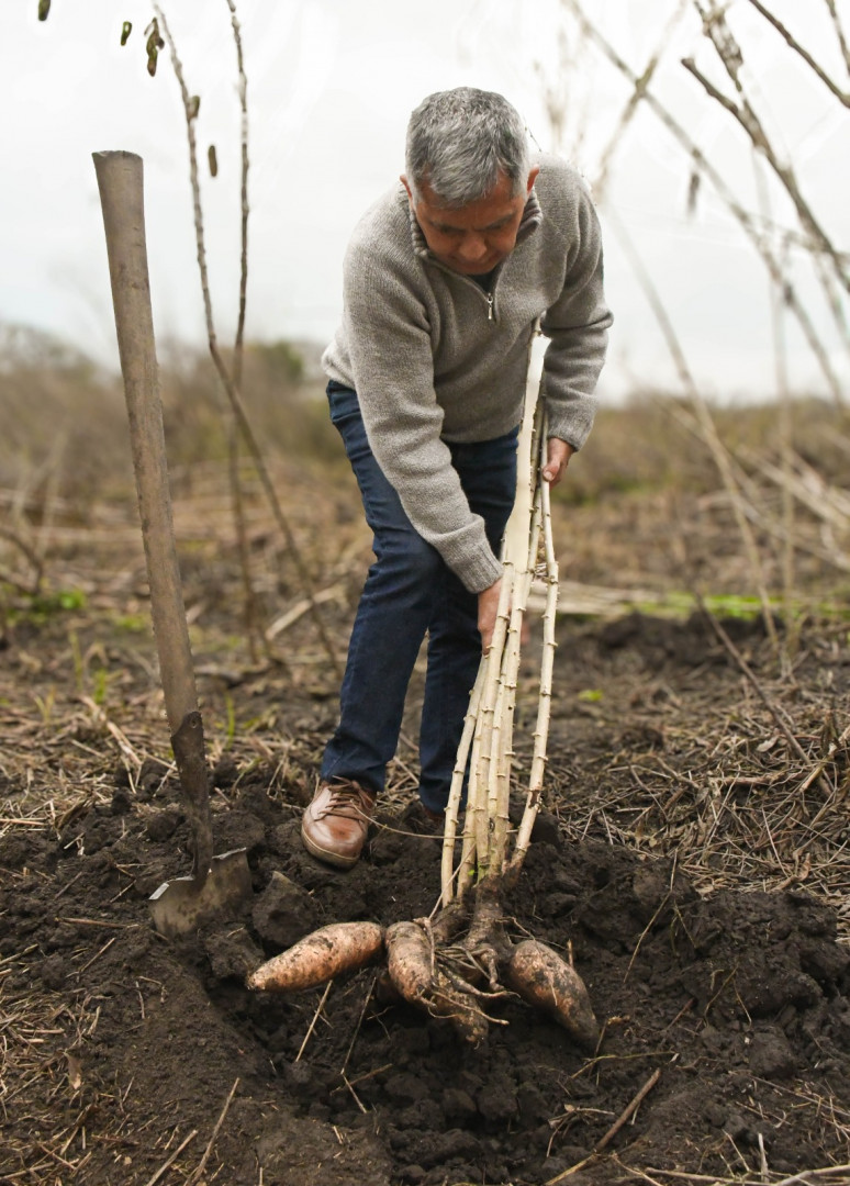 Cosecha en lote demostrativo de mandioca.