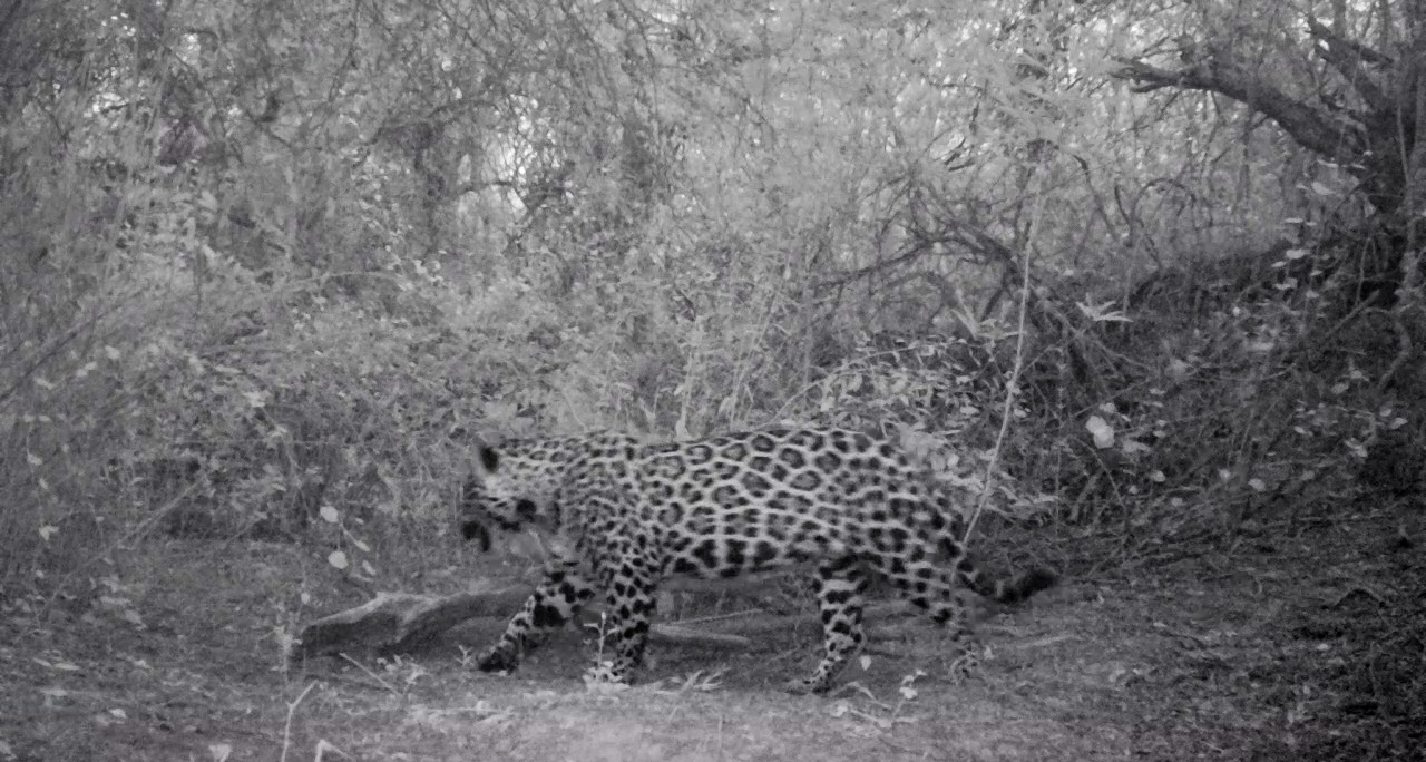 Registro tomado por cámaras trampa en febrero pasado. Crédito: Parques Nacionales Yaguareté en la Reserva Natural Formosa 2024